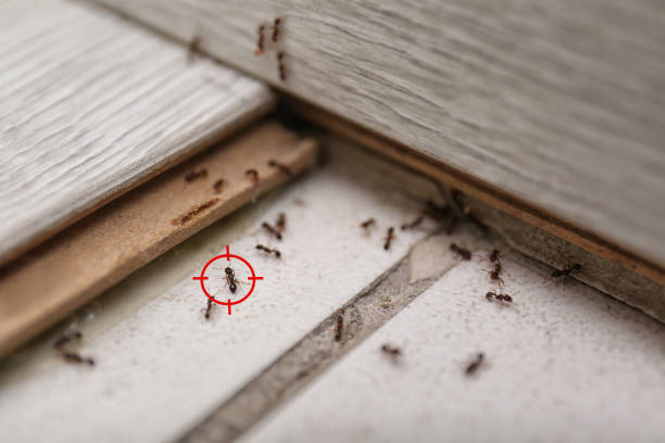 Reliable Cleveland, OK Pest Control Solutions